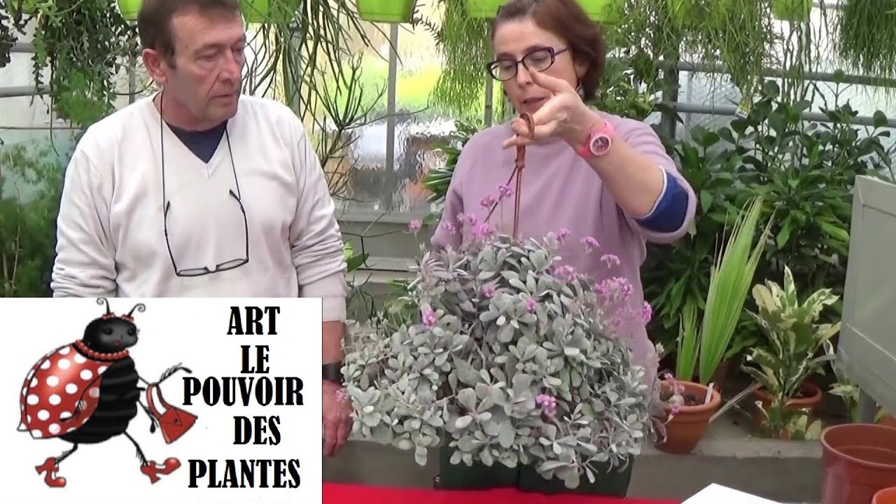 Conseil jardinage: kalanchoé pumila: comment faire une bouture:  Plante succulente.