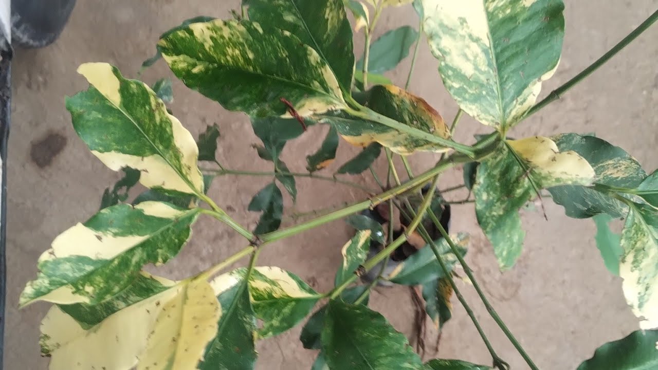 Novas frutíferas e floriferas produzindo em vaso nova frutífera variegata  21989297468
