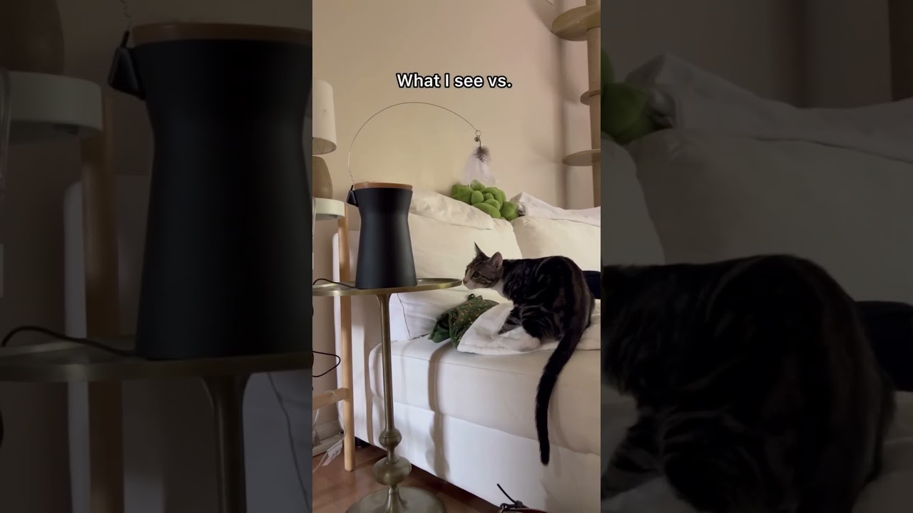 Furbo Cat Camera is a kittens best friend while you&rsquo;re away #furbo #furbomoments #togetheranywhere