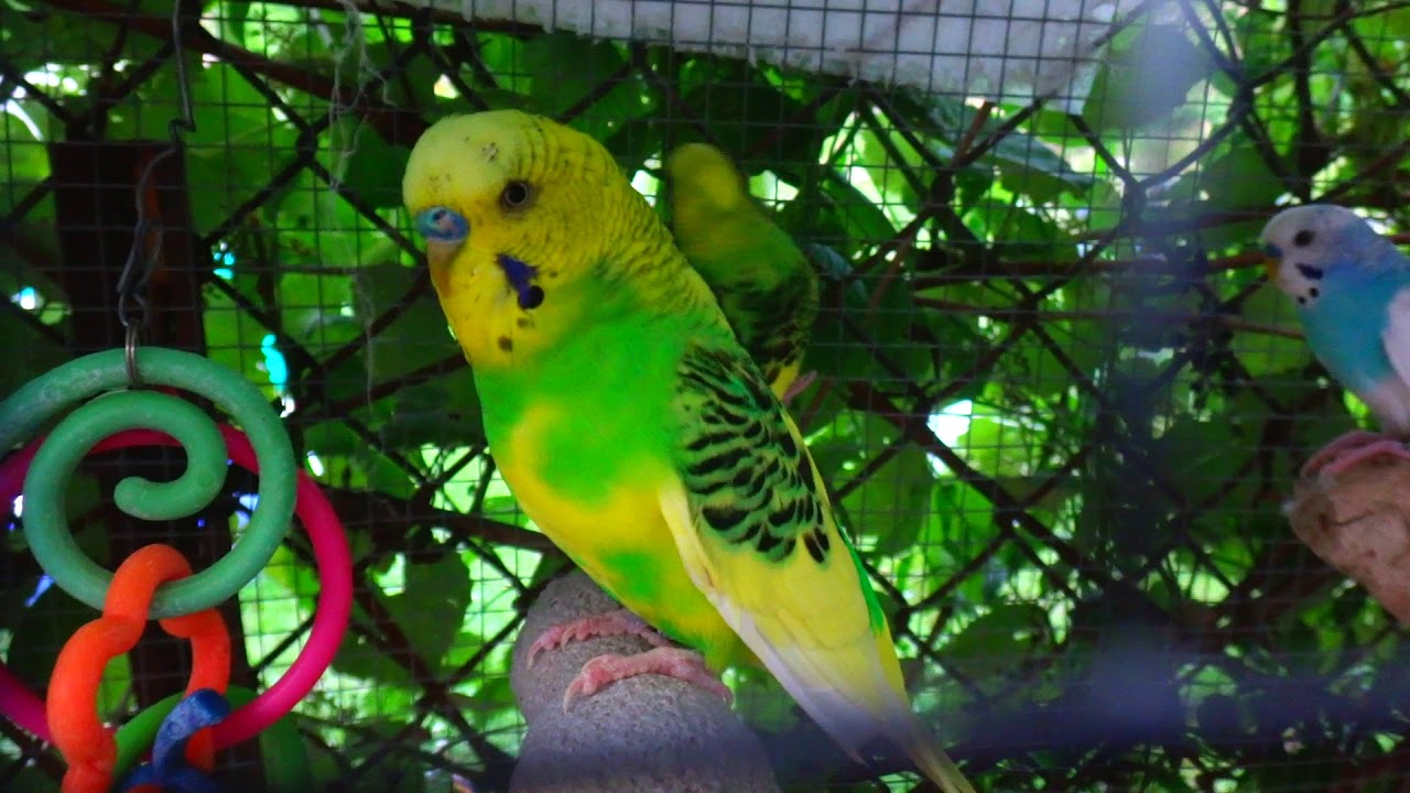 Male Budgie/Parakeet Sounds Of Anger And Singing (Волнистых попугаев)
