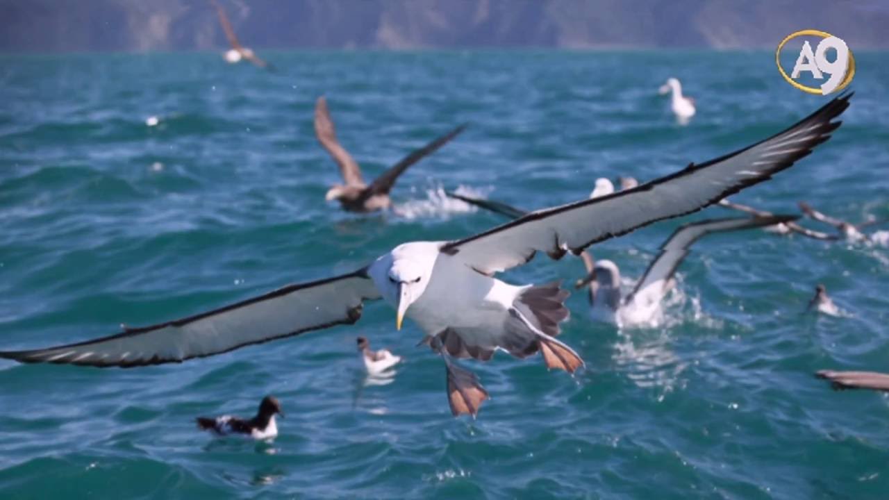 Aerodinamik uzmanı: Albatroslar