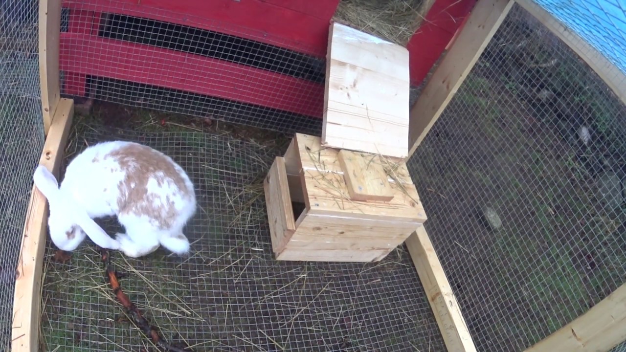 French lop eared rabbit Maggie (6 months old)