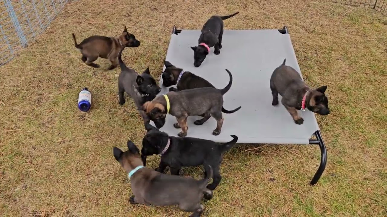 Belgian Malinois Puppies 5 Weeks 4 Days Old from Ada/Barend Litter, Born 9/18/2025