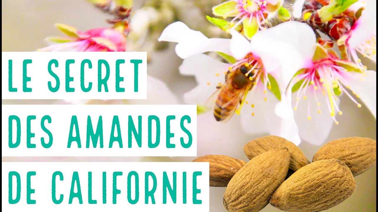 &Ecirc;tre RENTABLE et ECOLO ? L'exemple des amandes de Californie