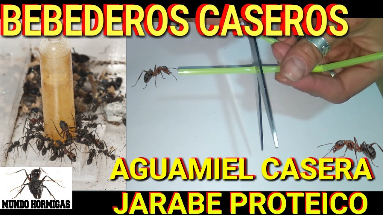 Cómo hacer bebederos para hormigas, bebederos caseros hormigas Hacer aguamiel y jarabe proteico
