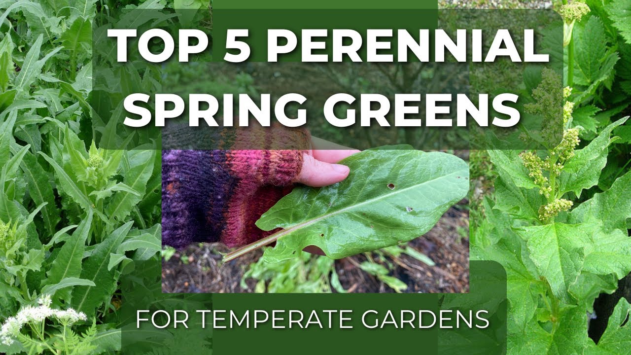 My Top 5 Perennial Leafy Spring Greens - Plant Once, Enjoy For Years!!