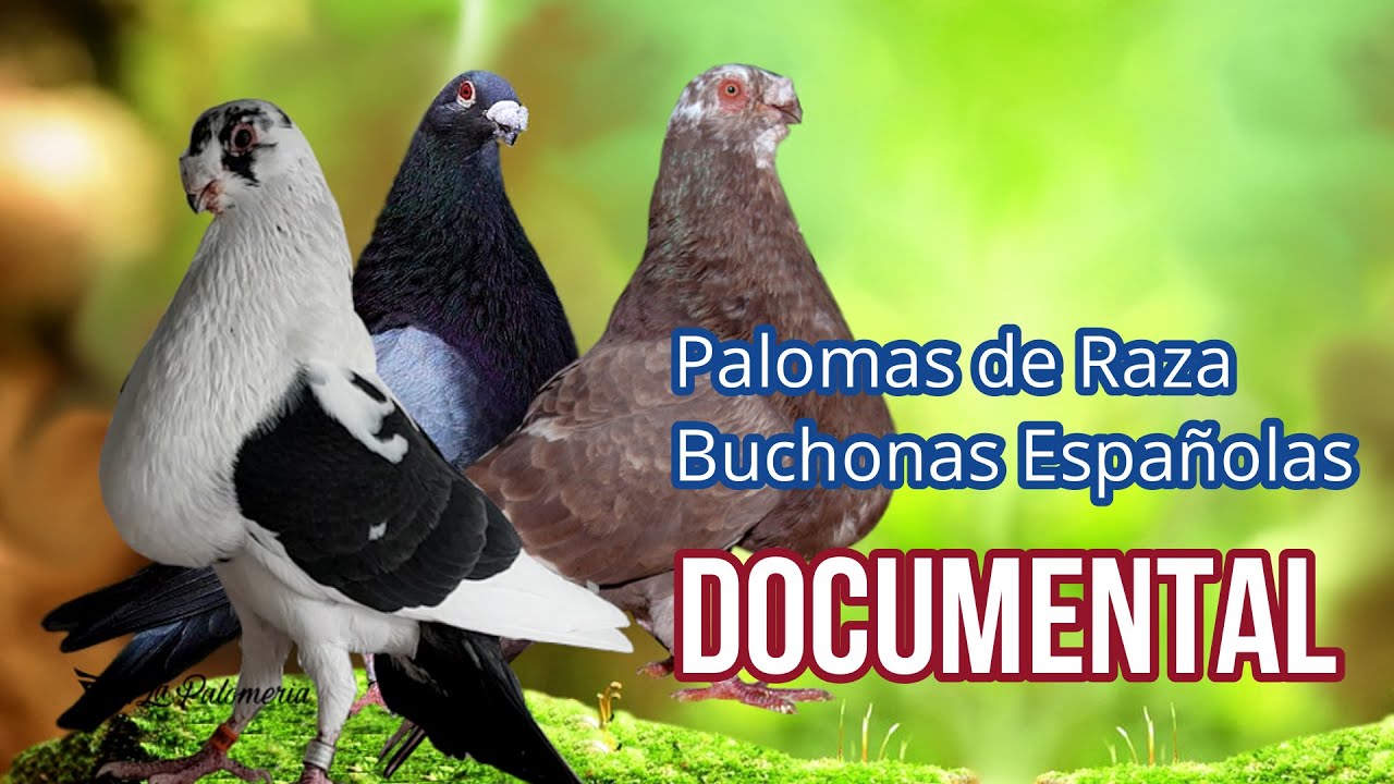 Documental Palomas de Raza Buchonas Españolas 🔝
