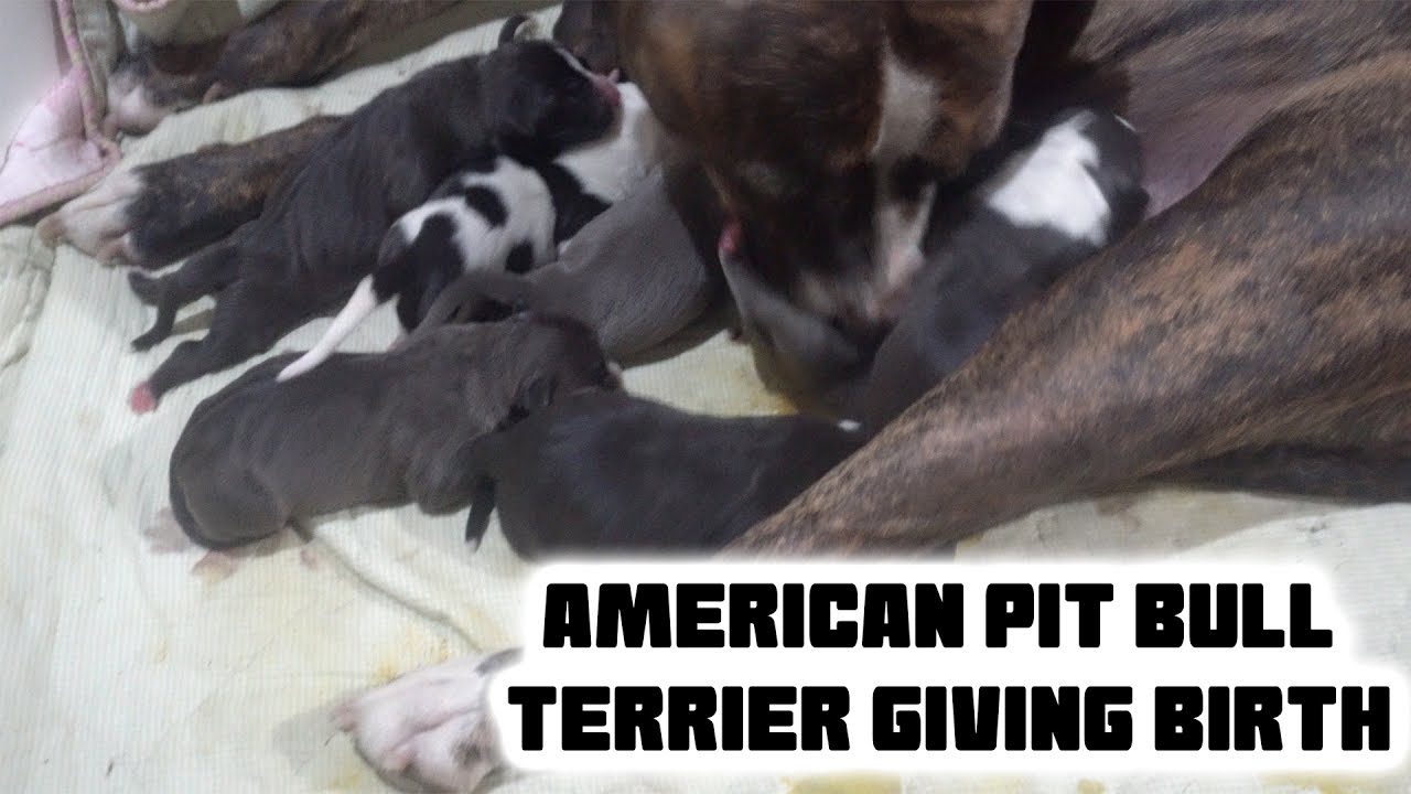 Our Dog Giving Birth!! - American Pit Bully Puppies