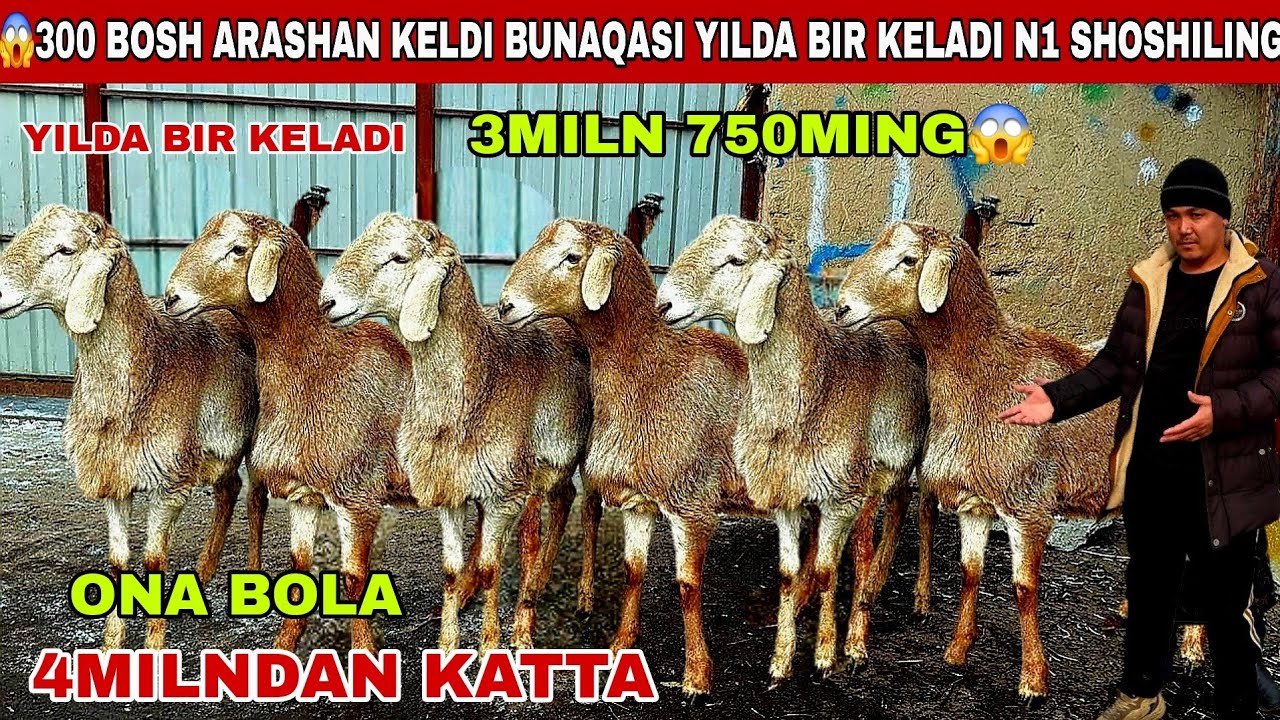 😳300Bosh arashan keldi 3miln 750 ming Voy dodd Uzoq kutilgan veido 4milndan Katta qo’zilar bunaqasi 