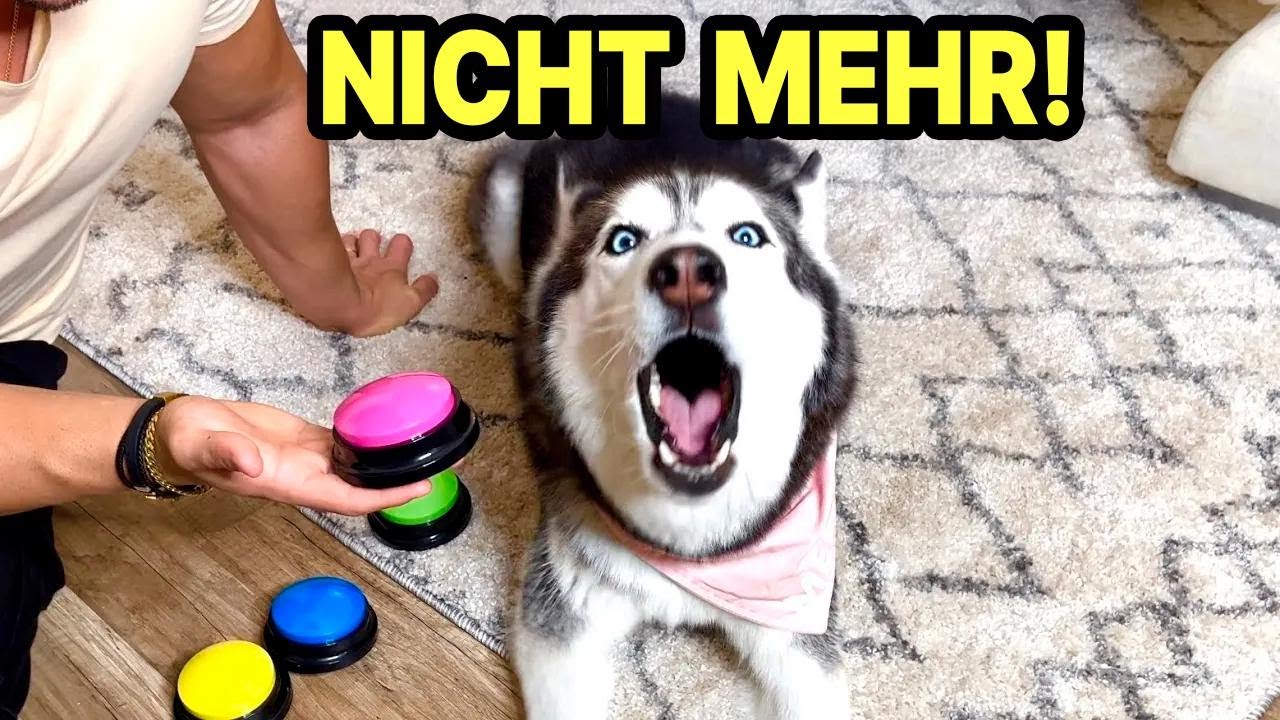 Mein sprechender Husky flippt beim Button-Training aus! 😱 Streit mit dem Hund
