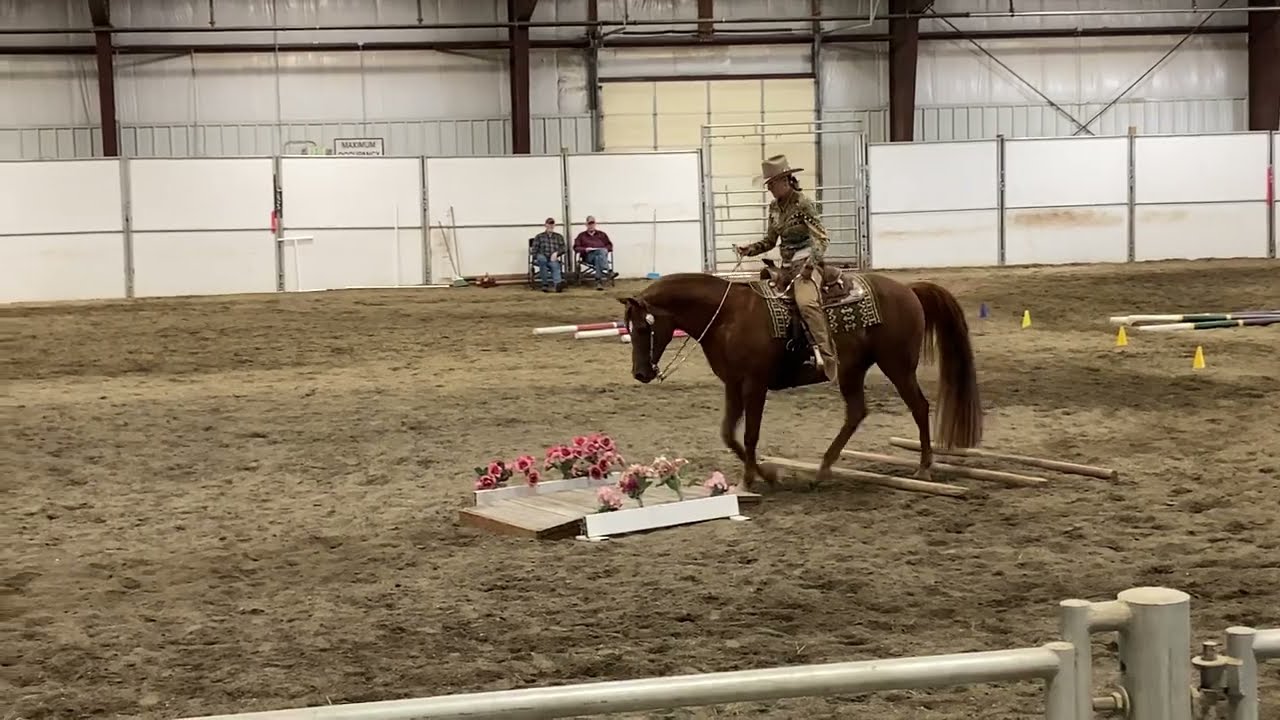 Arabian Western Trail Class