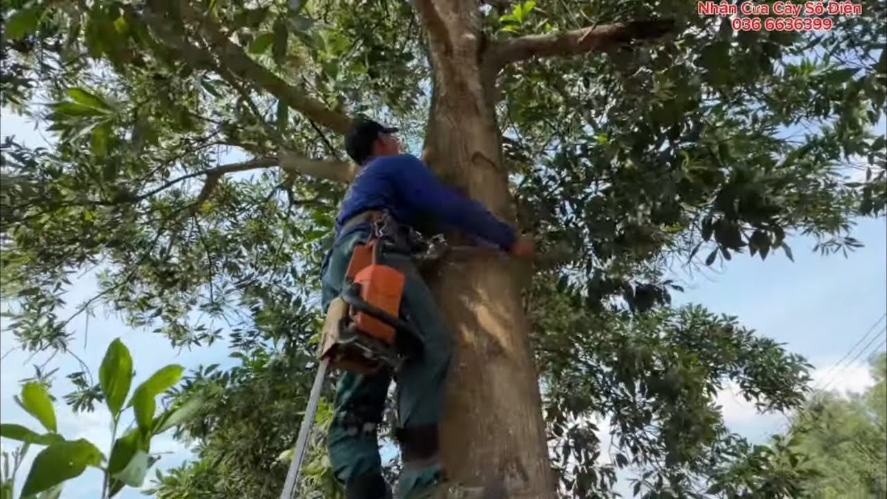 Cưa Nhánh Cây Tràm Bông Nhiều Kiến Quá Khó Khăn 