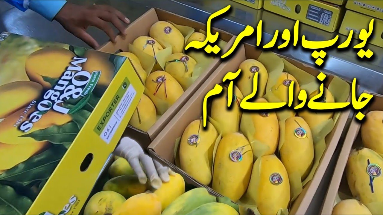 Pakistani Mango export Quality to Europe America and Middle East @focus with fahim