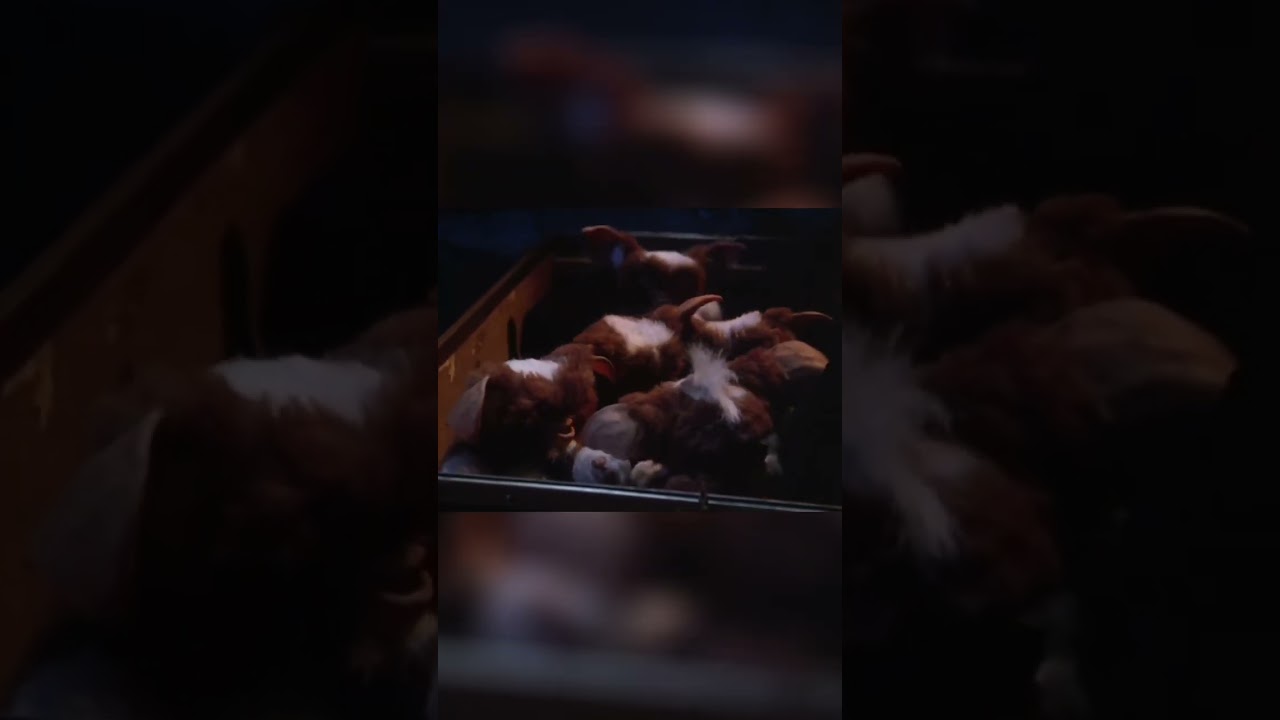 Gremlins gone Wild. Don't Feed Mogwai After Midnight! (Gremlins Gone Wild)