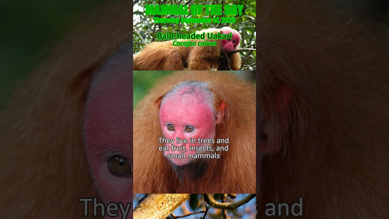 2023-09-14 Bald-headed Uakari