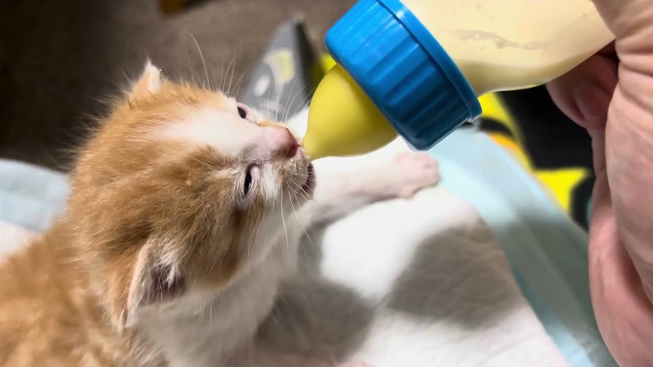 【保護猫】今日の信くんの様子をお届けします【子猫】