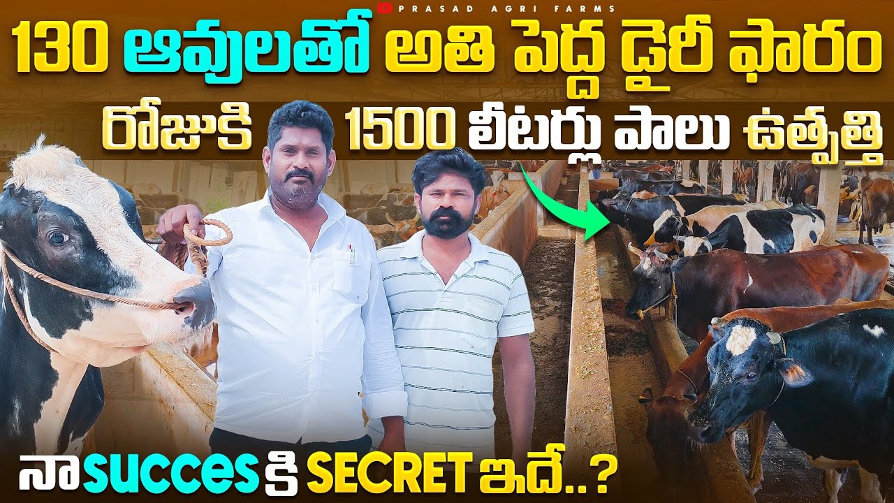 130 ఆవులతో అతి పెద్ద డెయిరీ ఫారం😮 || detailed information about Dairyfarms🐄 || #dairyfarm #telugu