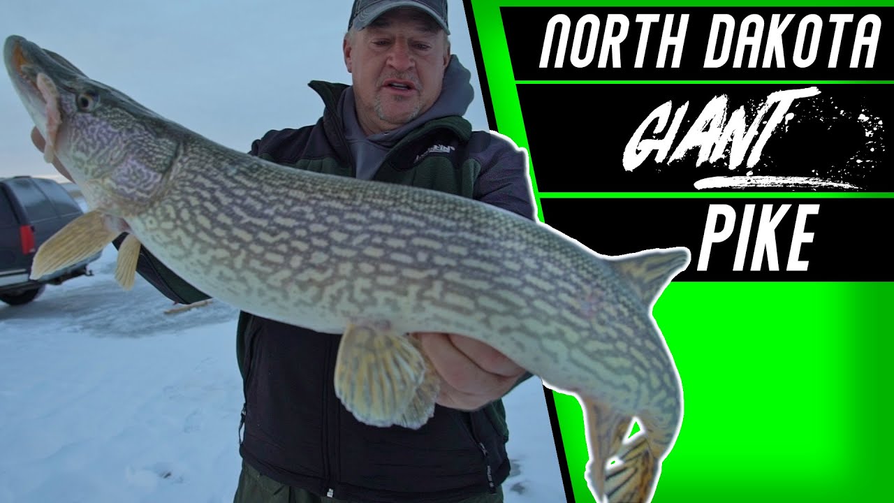 Late Ice Devils Lake Pike/Perch Action!!!