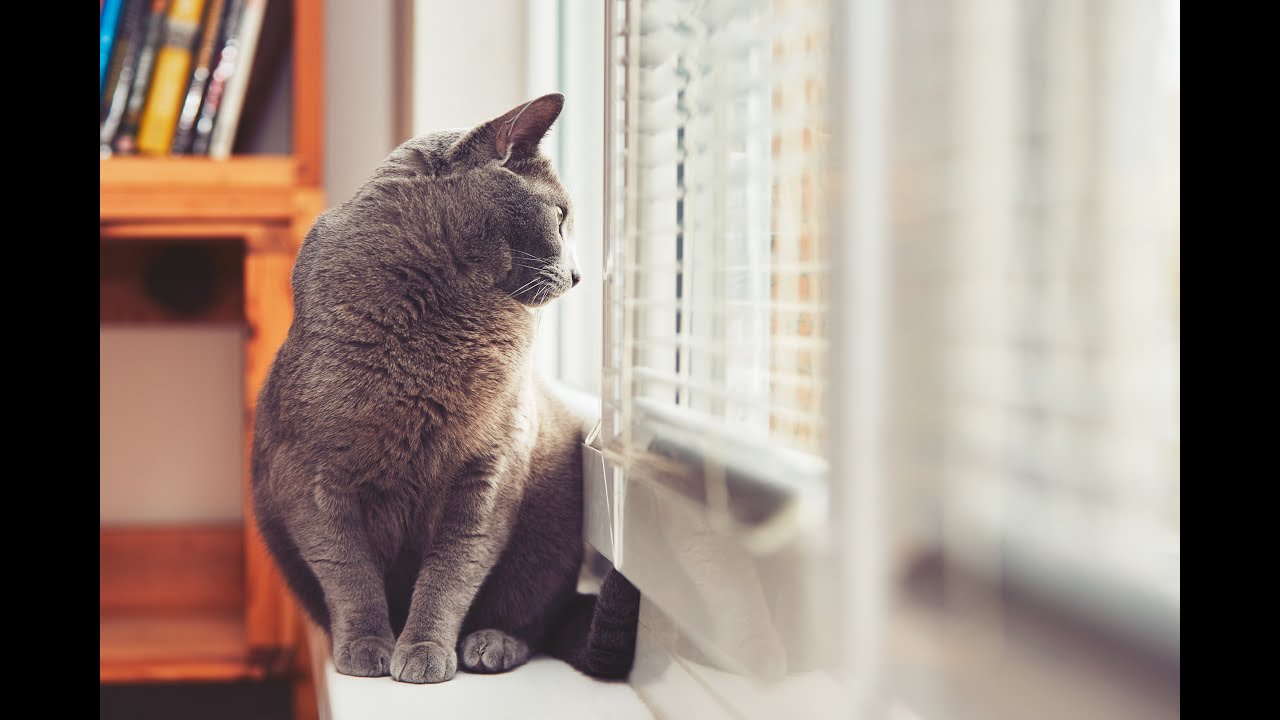 Cats: What do we know about their hunting, and relationship to birds - Presented by Hee Jin Chung