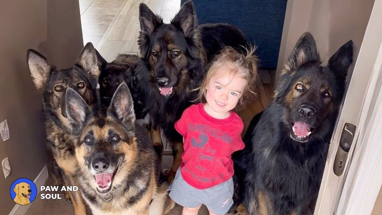 German Shepherd Pack Never Stops Protecting Their Baby Sister