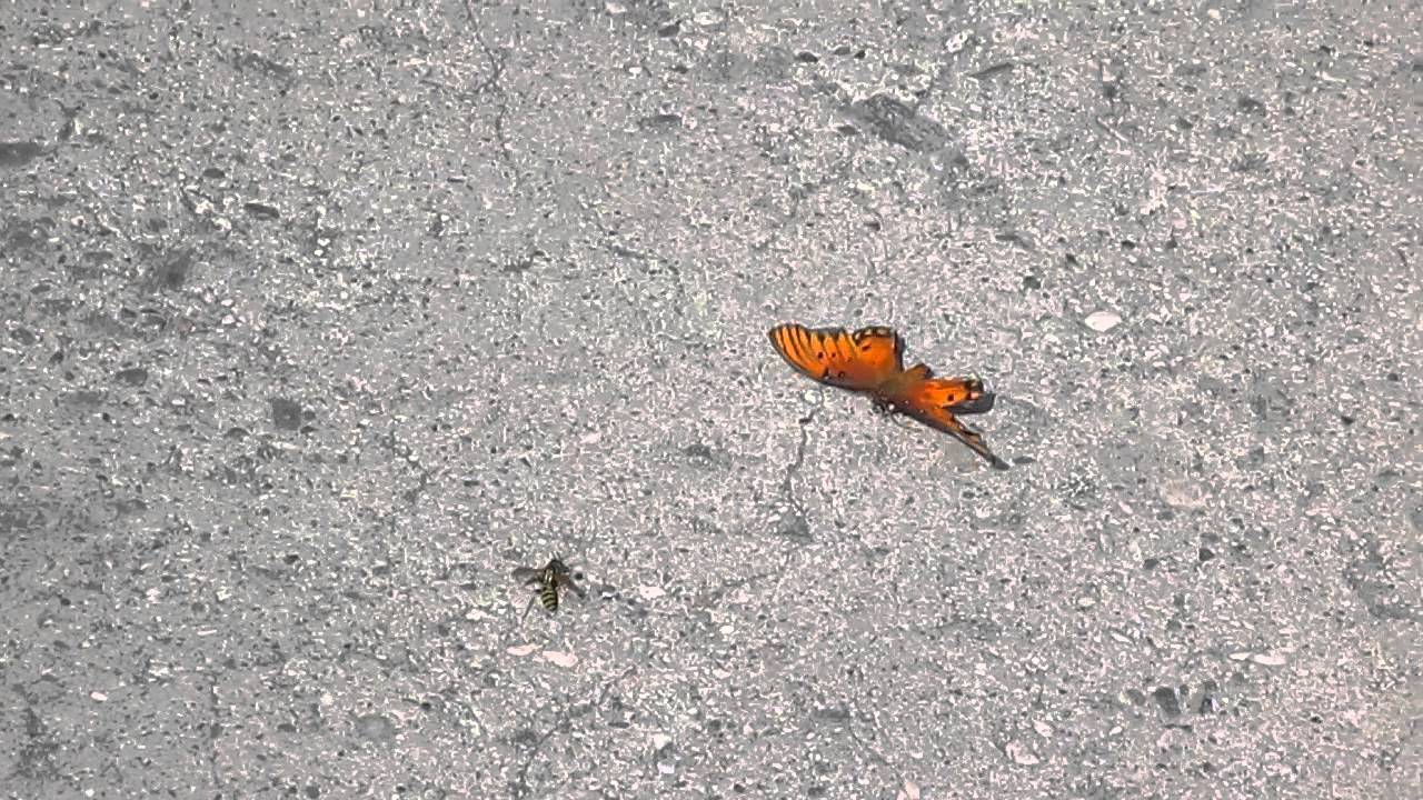 Wasp attacking butterfly