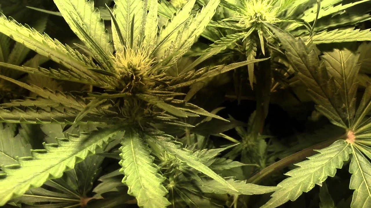Medical Cannabis Grow Week 2 Flowering Stage