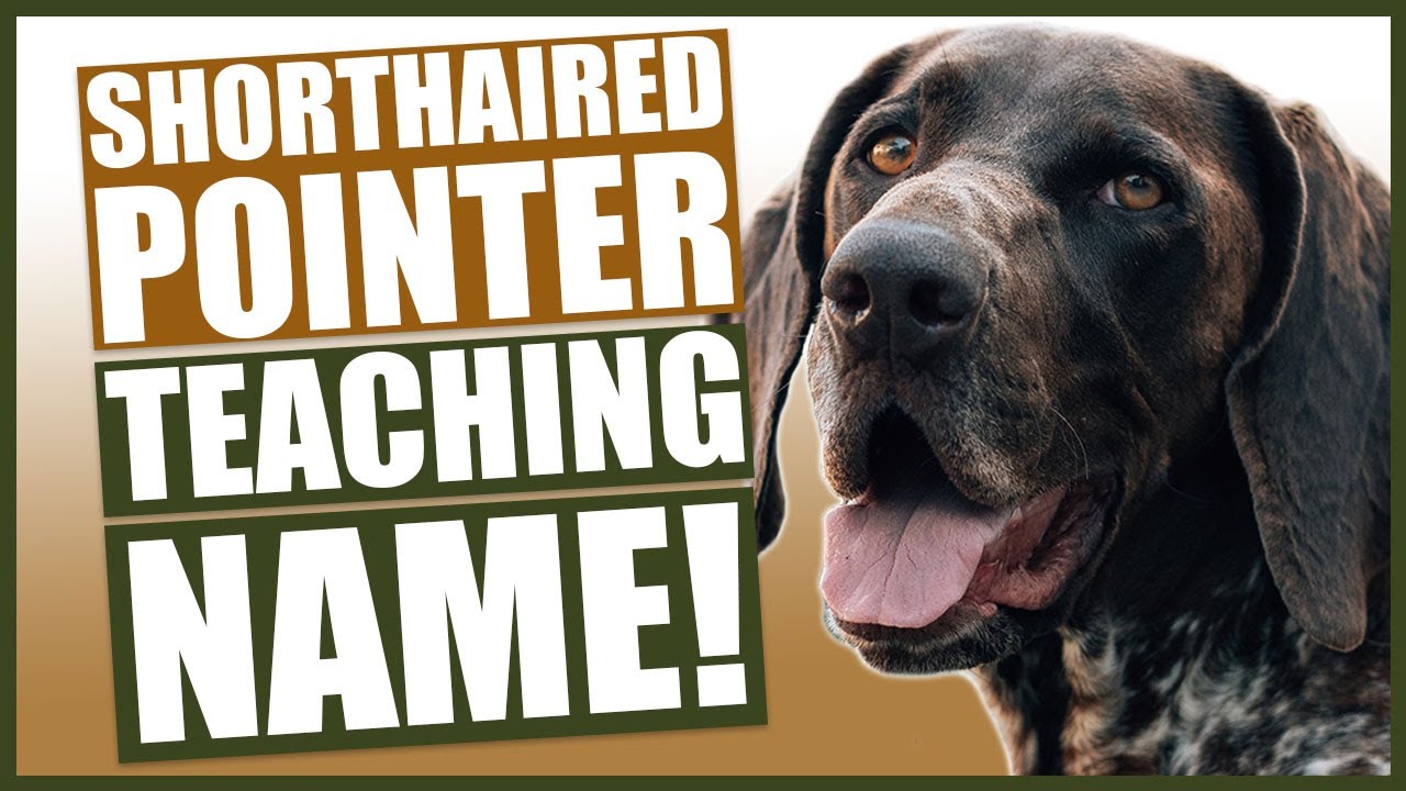 PUPPY TRAINING! Teaching Your GERMAN SHORTHAIRED POINTER Puppy Their Name
