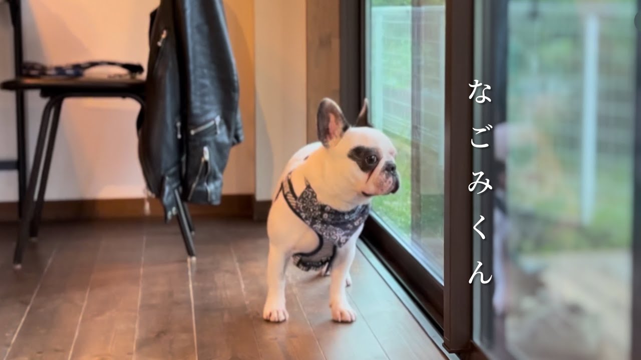 保護犬なごみくんその後/2025年の思い出(後編)