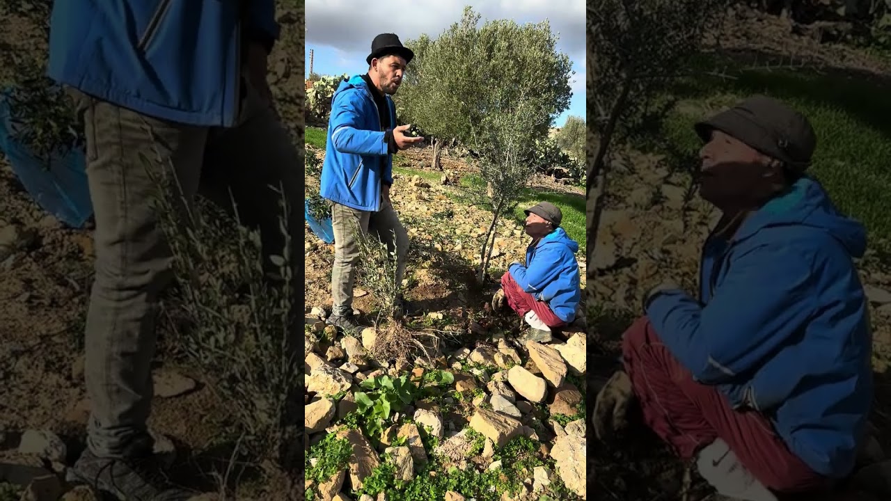 الحاج خرج فيهم ينحو فالشجرة