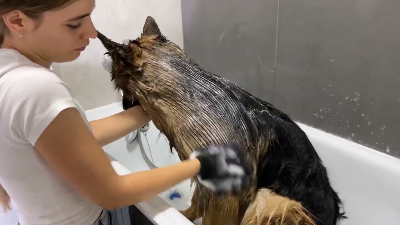 Leo Fucarev! My German Shepherd s Home Grooming Routine ASMR
