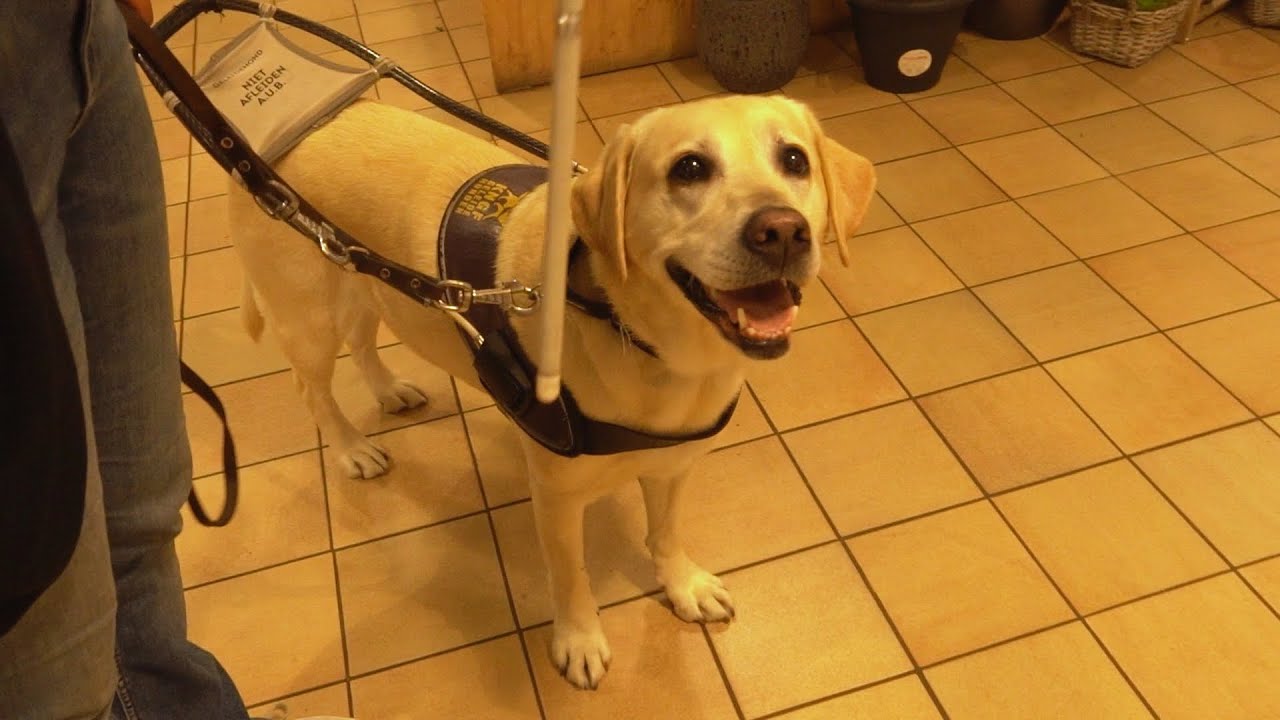 Blindengeleidehonden Documentaire