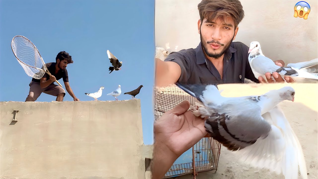 Kbooter Pakr Liya🥰Dobara Fly Kerky Bhag Gya💔|| Aj Boht Bhgaya Es Ny🙄