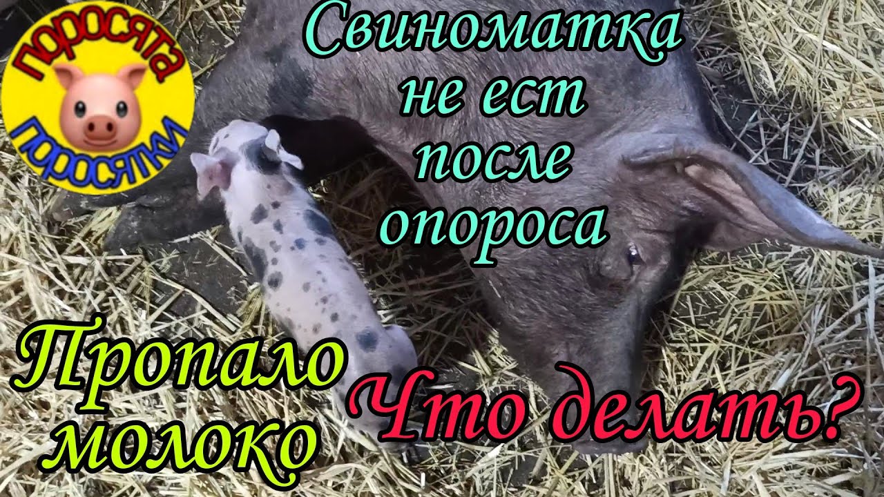 Свиноматка не ест после опороса. Пропало молоко. Что делать ?