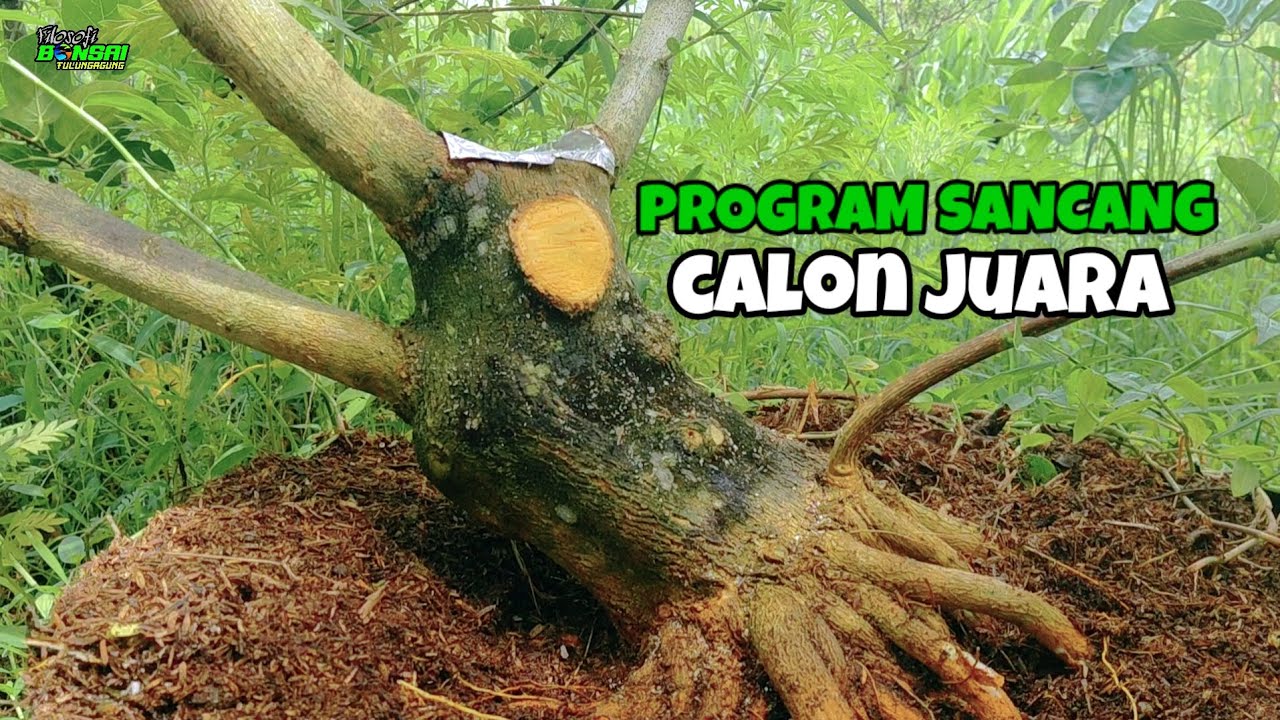 MEMBUAT PONDASI SANCANG