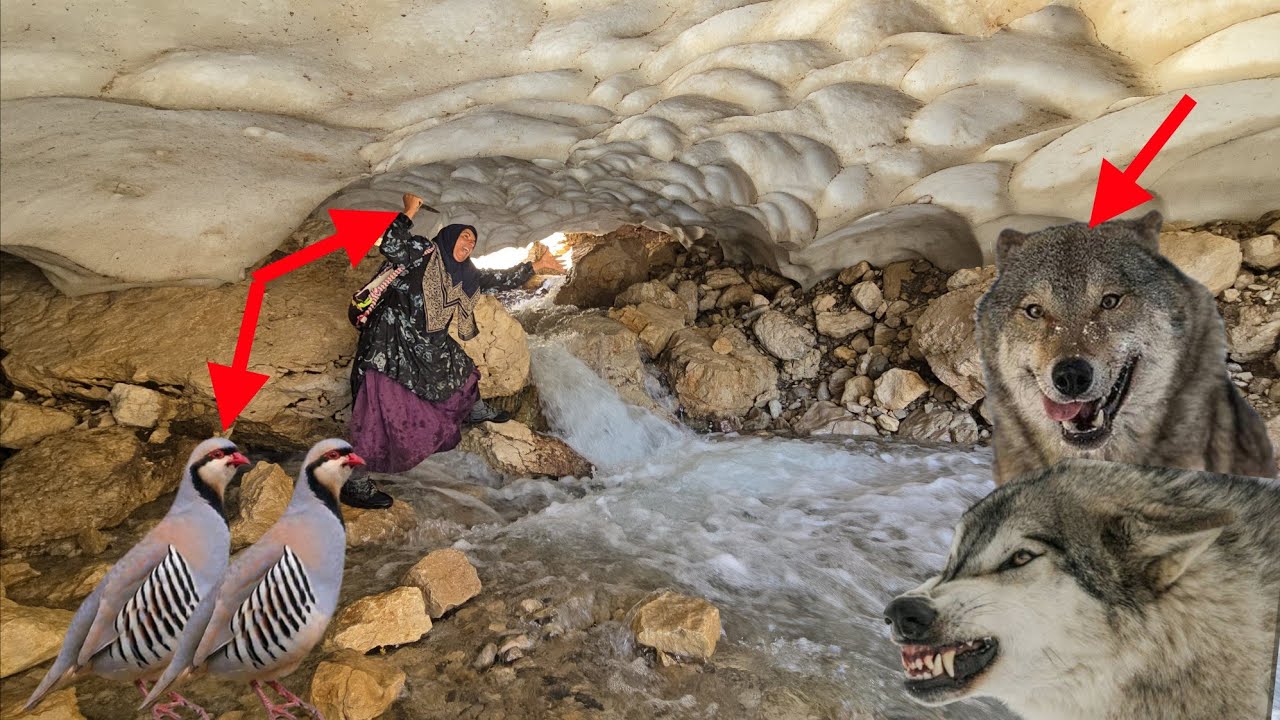 ❄️🐺🏔️ Ice Cave, Wild Wolf & Partridge Encounter in the Zagros | Kharzol & Kardeh Harvest 🌿