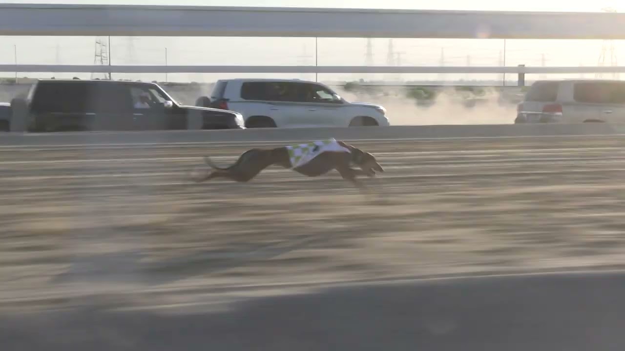 الشوط 6 ☆ (  كيان ) للسيد: ناصر عبيد الكتبي توقيت 2.08