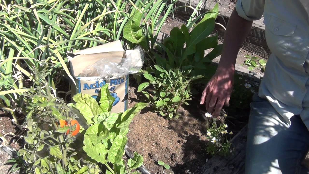 Earthing Up Potatoes