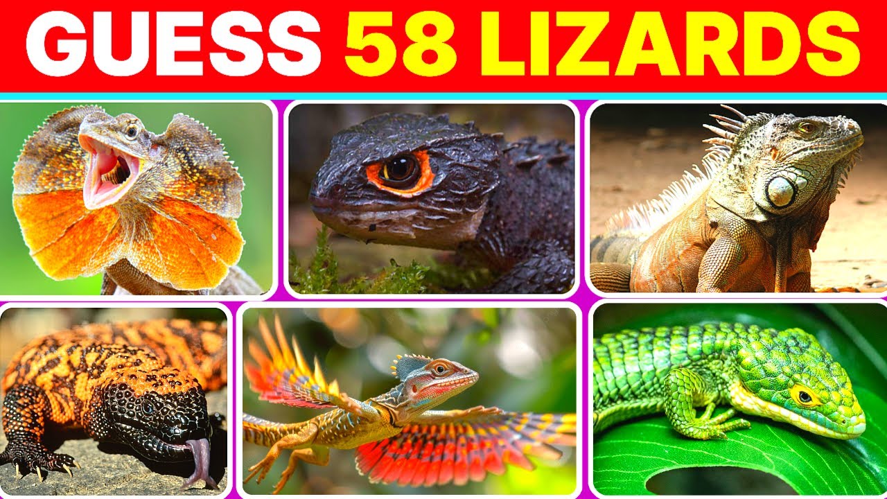 Guess 58 Lizards | Can You Identify These Lizard Species? | Best Lizard Quiz Challenge  2024