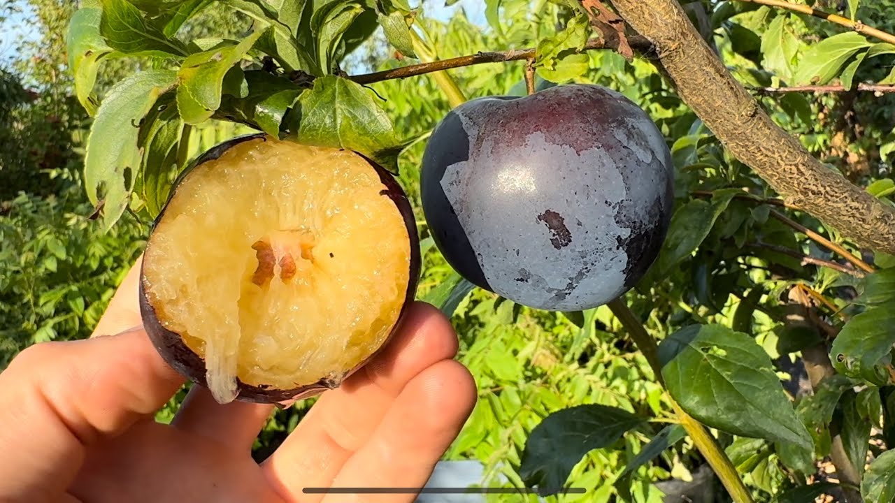 Black Gold My #1 Favorite Plum, Best Flavored Easy to Grow for Backyard! 