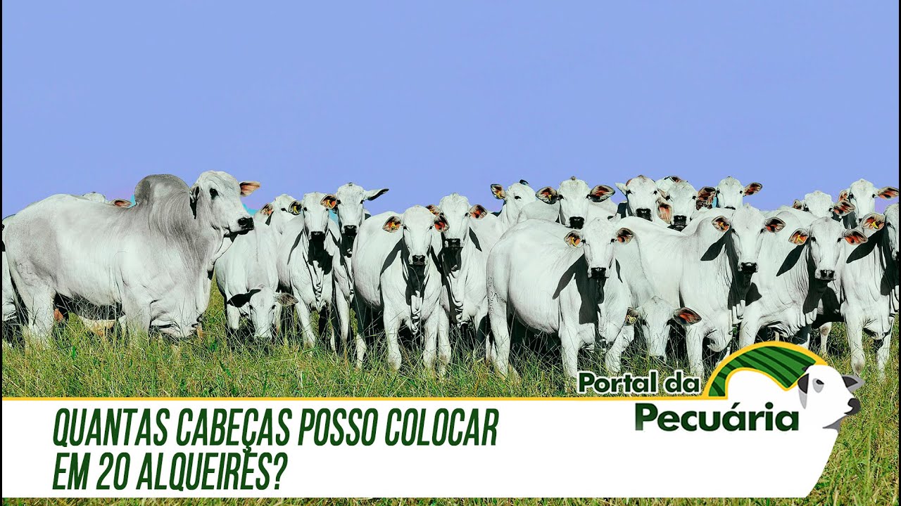 Quantas cabeças posso colocar em 20 alqueires?