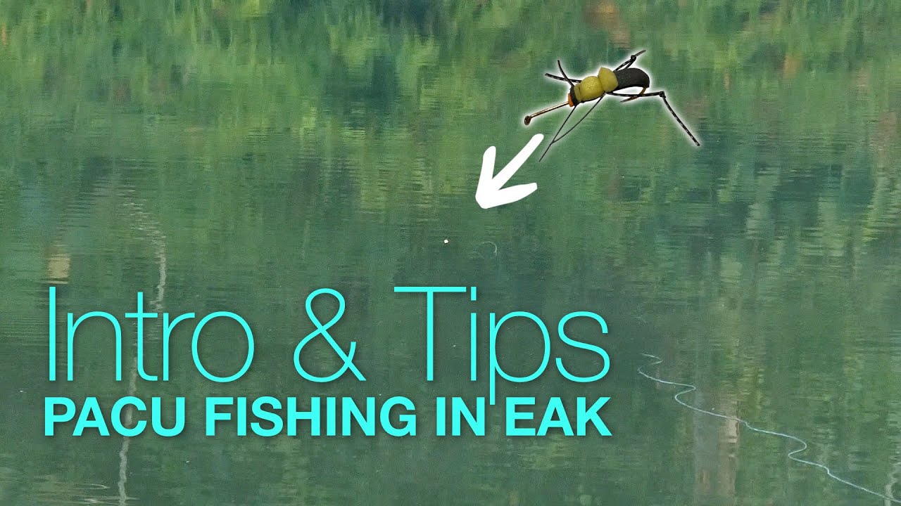 Pacu Fishing in Malaysia | Introduction and Tips (Empangan Air Kuning)