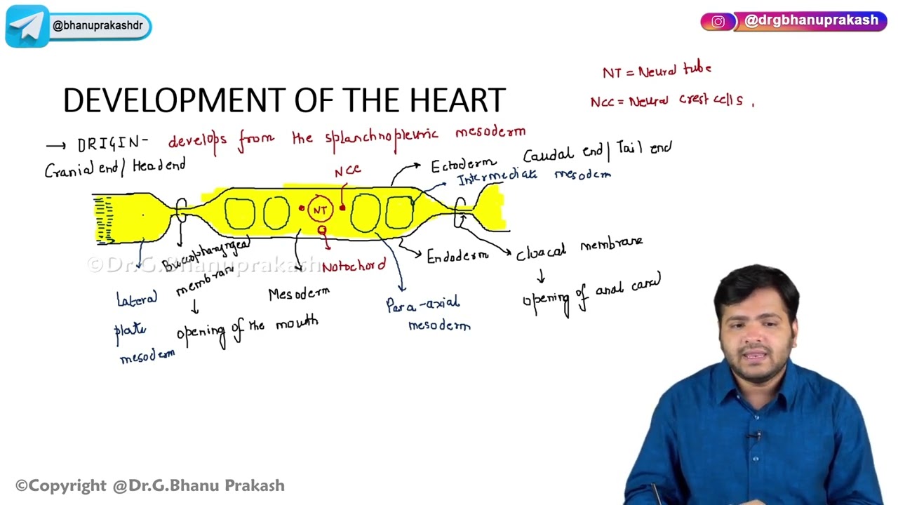20.  Development Of Heart : Embryology
