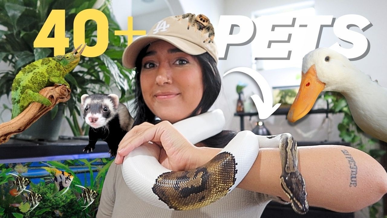 FINALLY MEET ALL MY 40+ ANIMALS