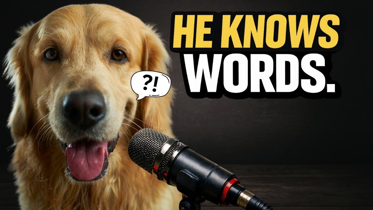 Nothing About These Talking Pets is Normal... Here's Why