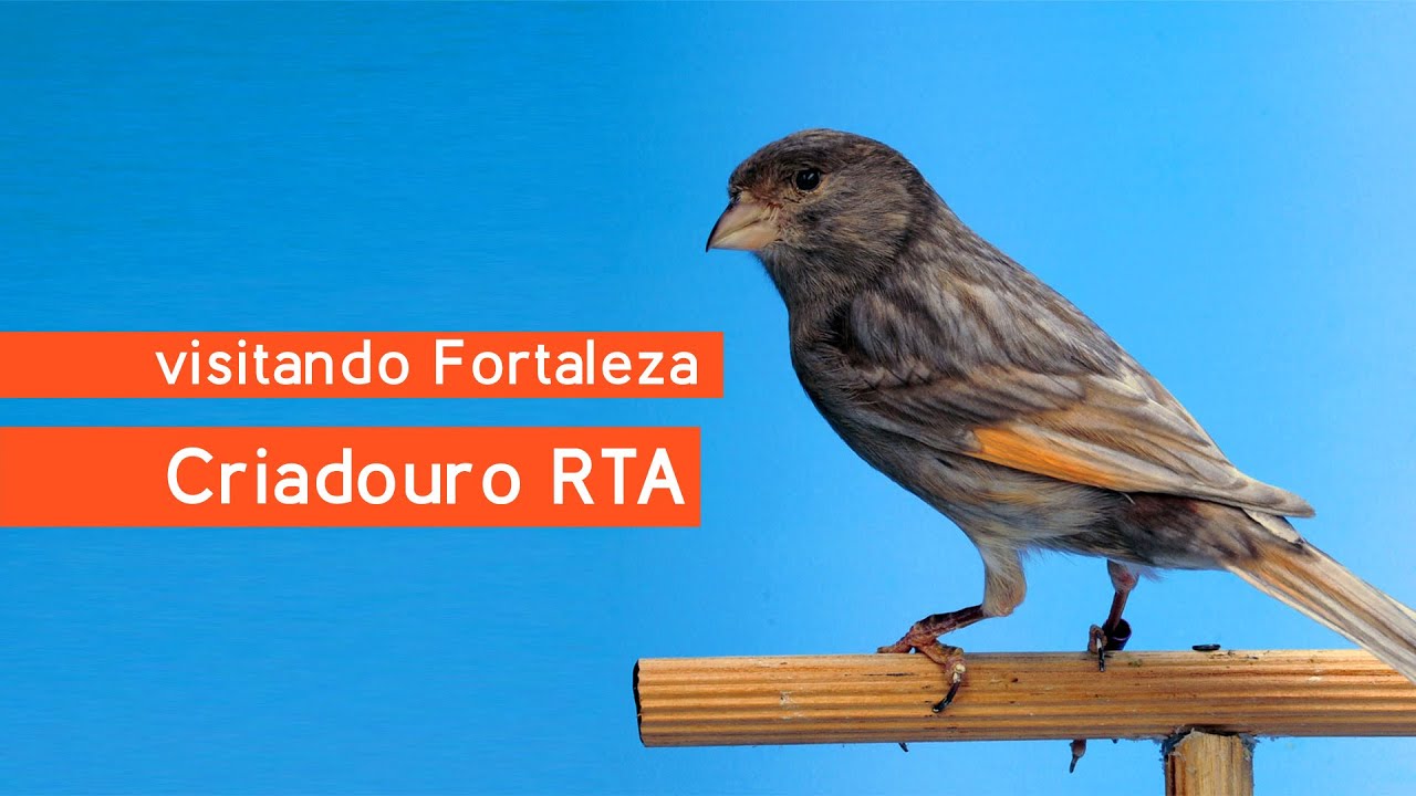 Criadouro RTA - Romário Maciel - Canários de Cor & Porte, exóticos e periquitos de cor