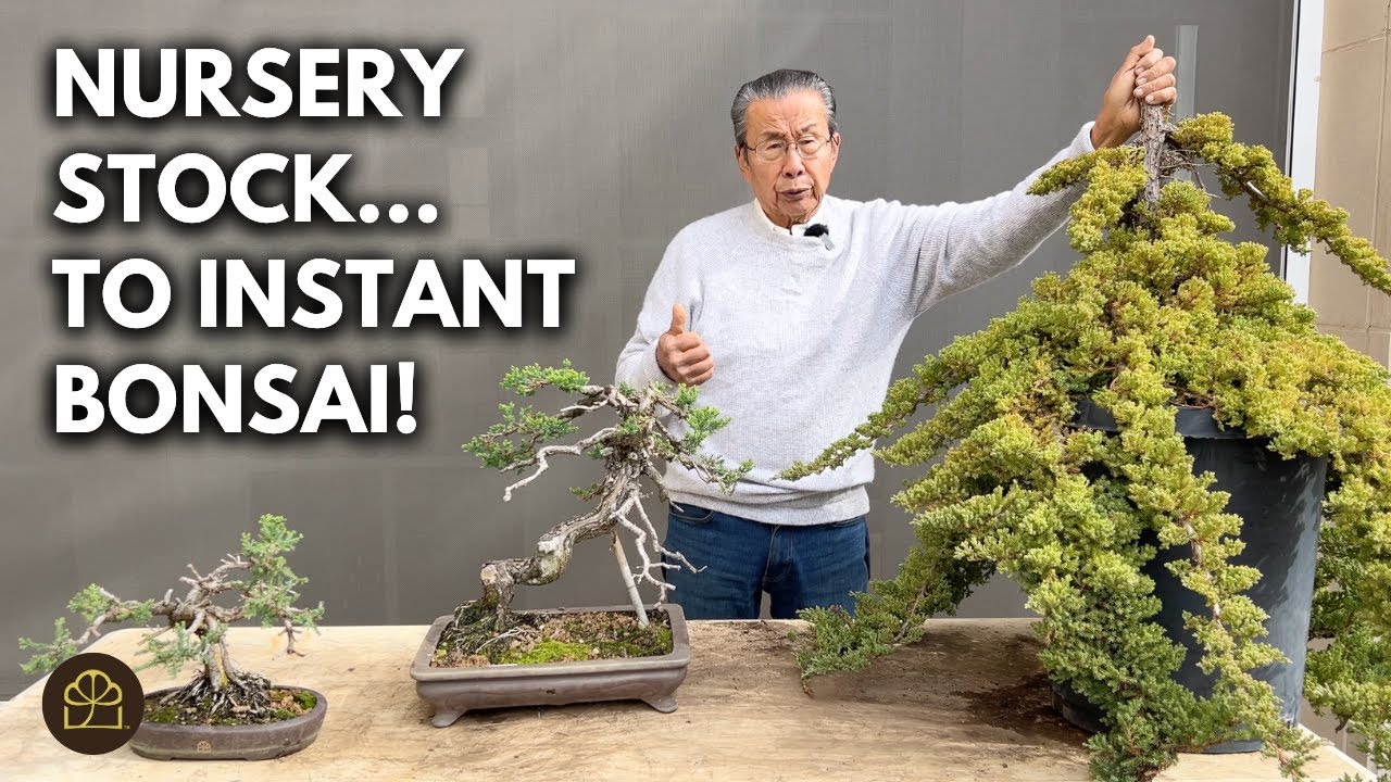 Turning Nursery Junipers into Beautiful Bonsai - Watch the Process!