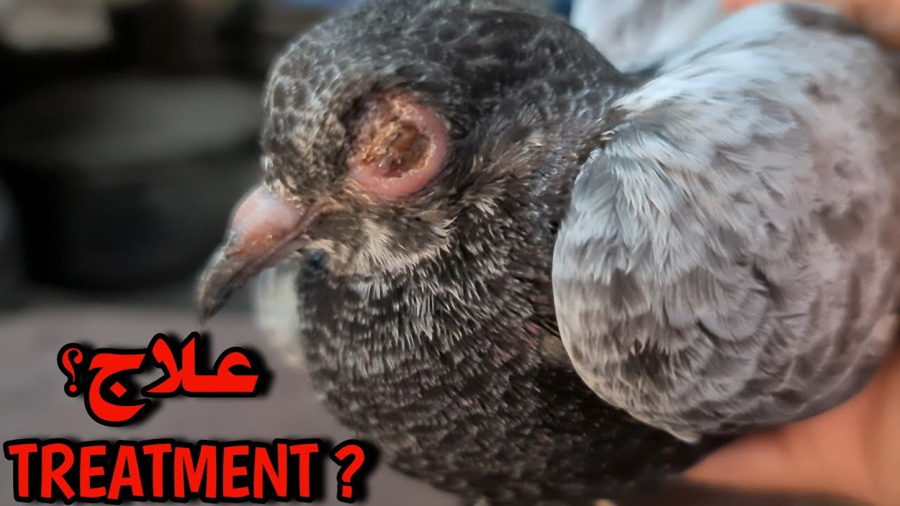Pigeon Eye Infection & Treatment - Ramadan Episode 2