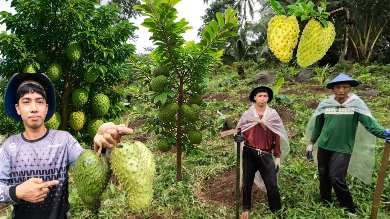 PAGHAHASIK NG MUSTA AT PECHAY AT PAMIMITAS NG GAYUBANO SA BUKID
