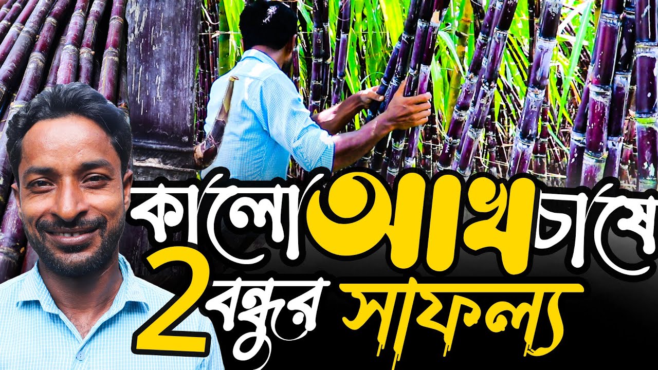 ফিলিপাইন আখ চাষে দুই বন্ধুর সাফল্য | ফিলিপাইন আখ চাষ পদ্ধতি | Philippines Black Sugarcane Farming