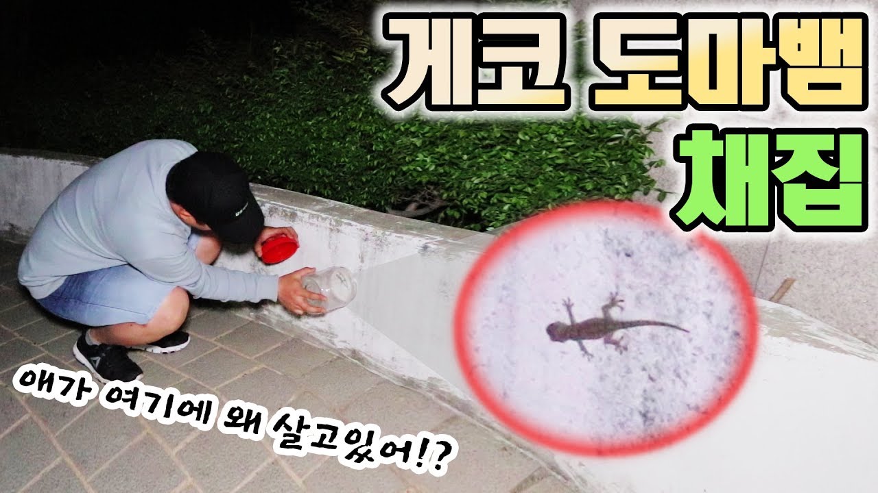 [도깨비] 할머니집을 수호하는 게코도마뱀을 채집해보자! (우리나라에 살고있다고..?)